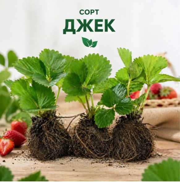 Полуниця сорт Джек