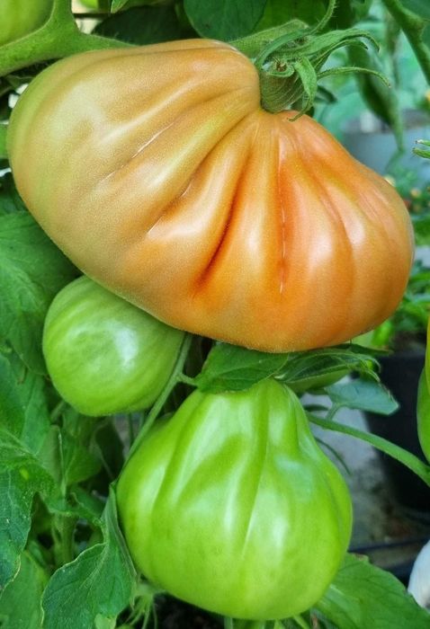 pomidor Or Pera d'Abruzzo nasiona kolekcjonerskie