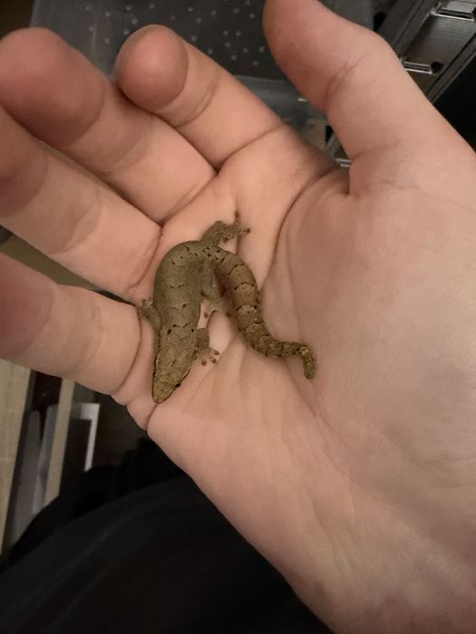 Gekon placzący 3 dorosle sztuki