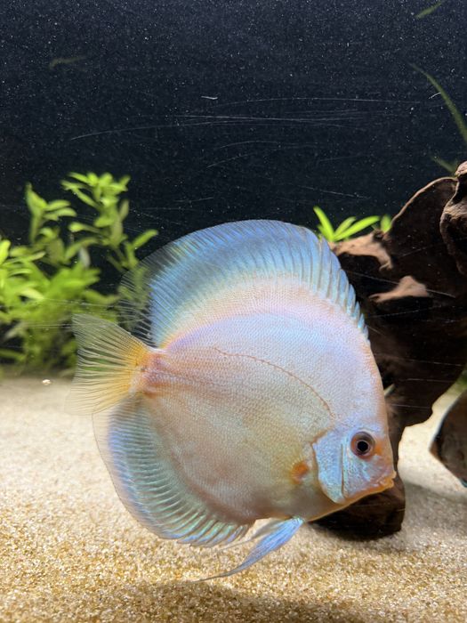 Vendo 2 discus tamanho 13/14