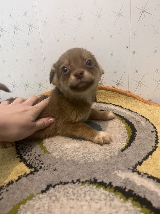 Песики- хлопчики маленькоі породи