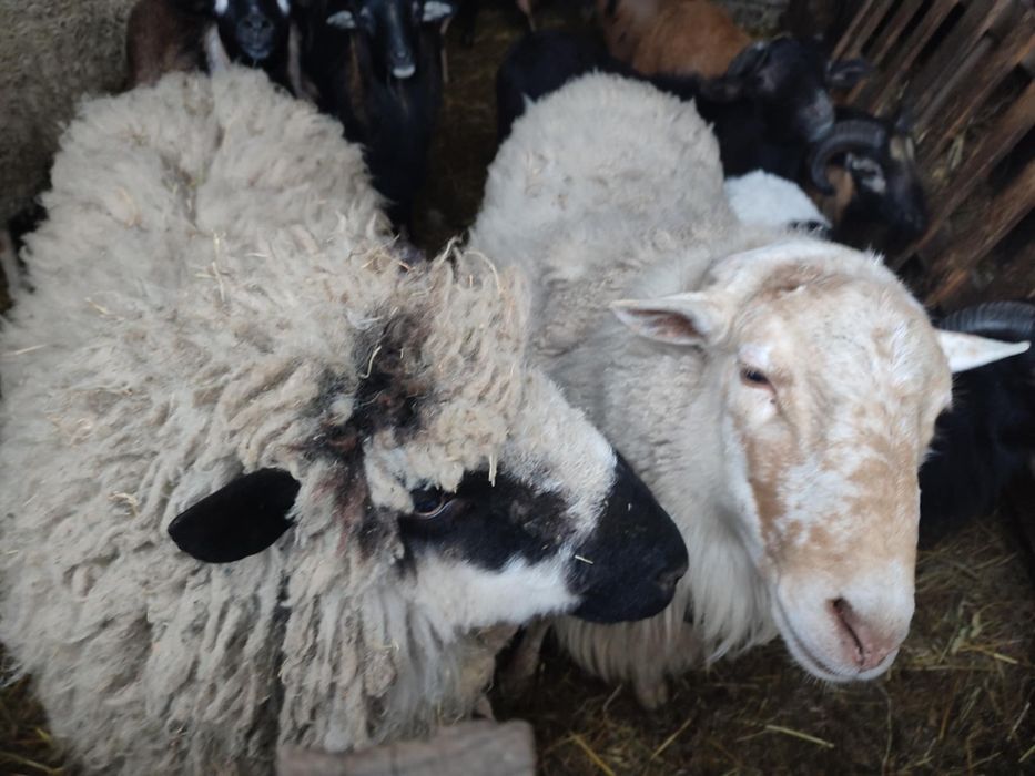 Baranki baranina jagniecina