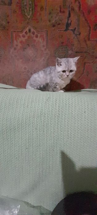 Британские котики.