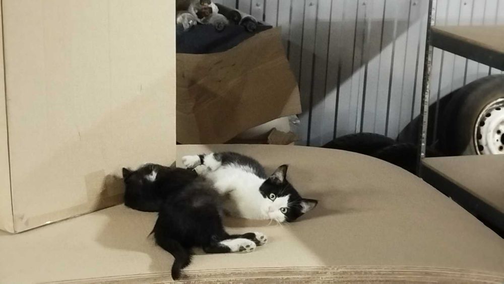 Віддам кошенят в хороші руки