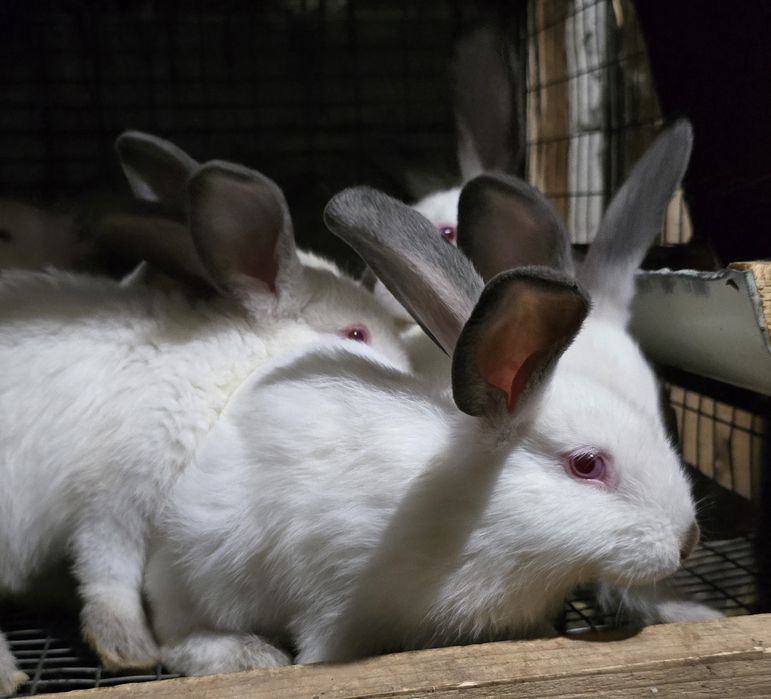 Кролі , кроленята Шиншила, термонська біла ,каліфорнійські, полтавське