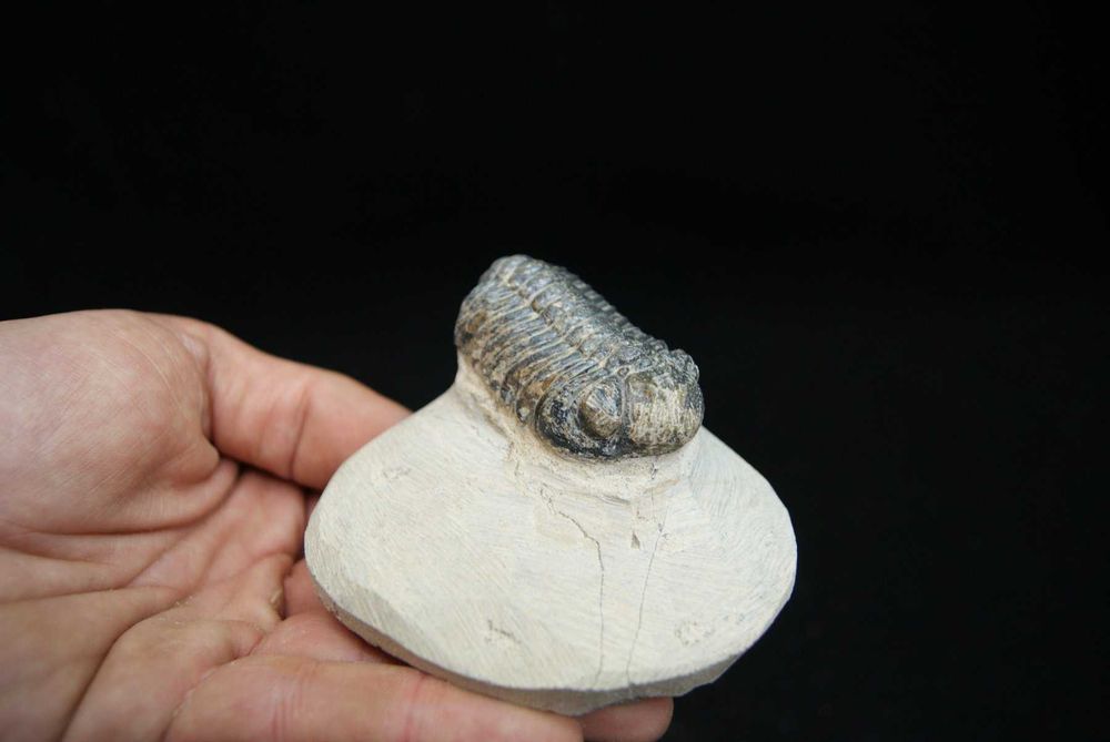 Fossil trilobite Morocops ovatus