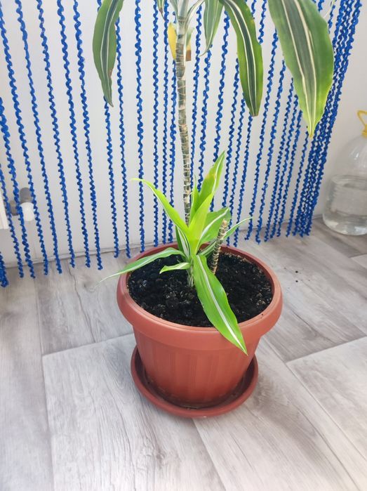 ДРАЦЕНА Лимон Лайм