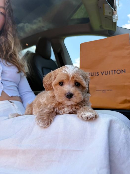 PREMIUM Мальтипу BabyFace