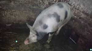 Свині домашні продам живою вагою або під забій 120 грн за кг