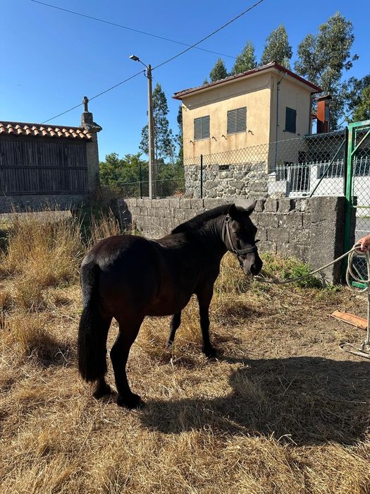 Pónei macho manso preto por 450€