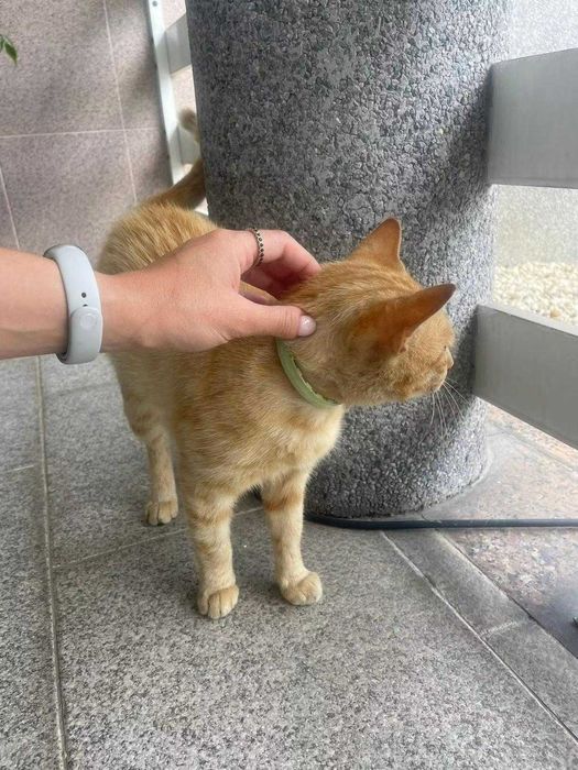 Gatinho com 7/8 meses para adoção