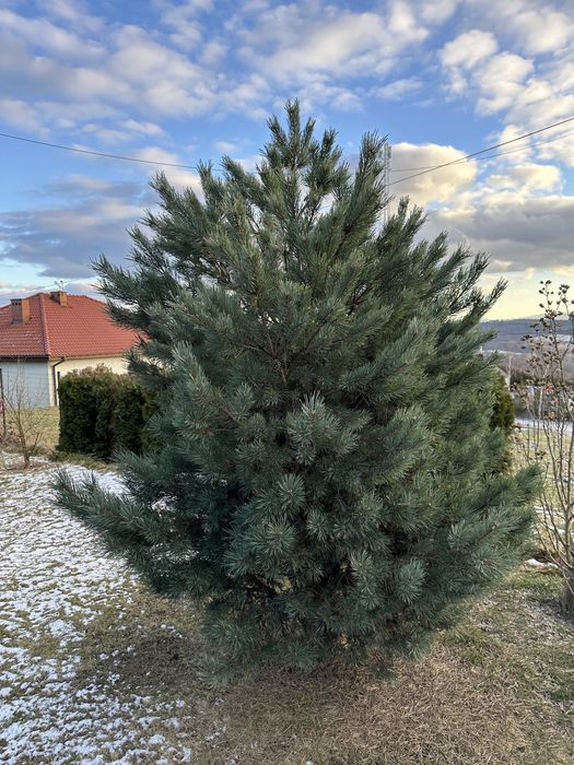 Sosna Watereri do wykopania