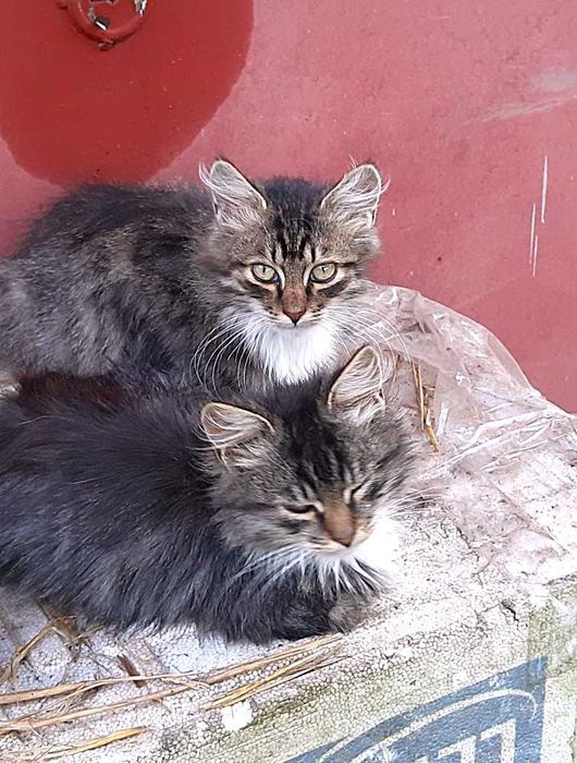 Віддам кошенят в добрі руки