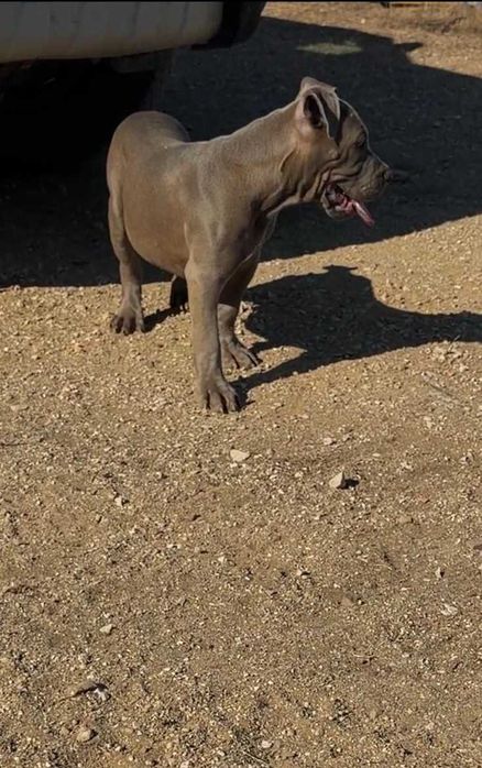 American Bully XL - Macho Blue