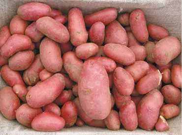 Sprzedam ziemniaki jadalne