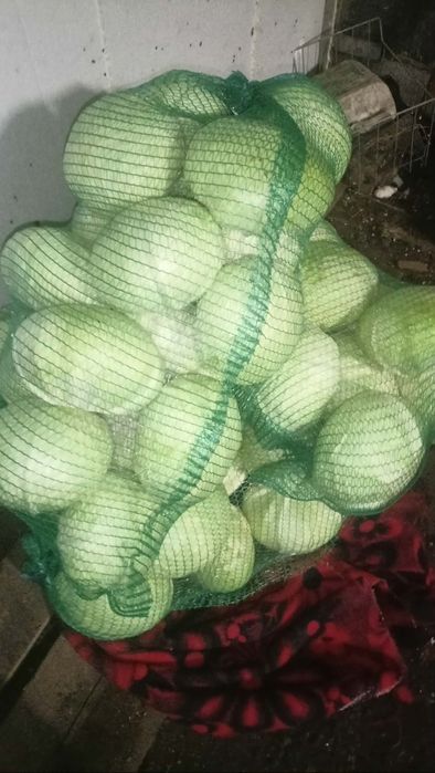 Kapusta mała do 2kg