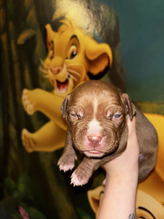 Amsatff Szczenie czekolada