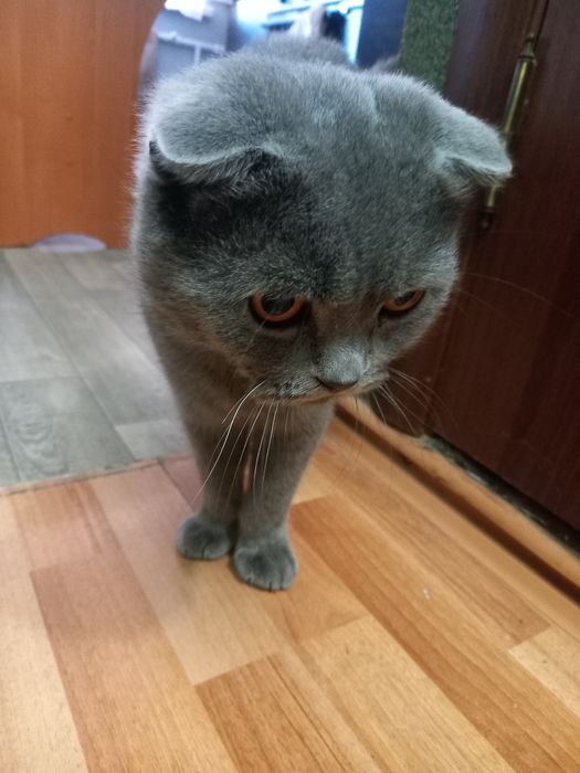 Віддам кота в добрі руки