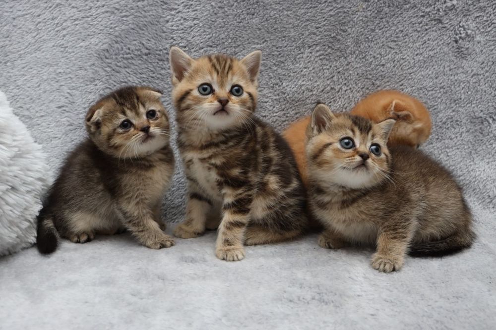 Шотландські кошенята ,золота шиншилка