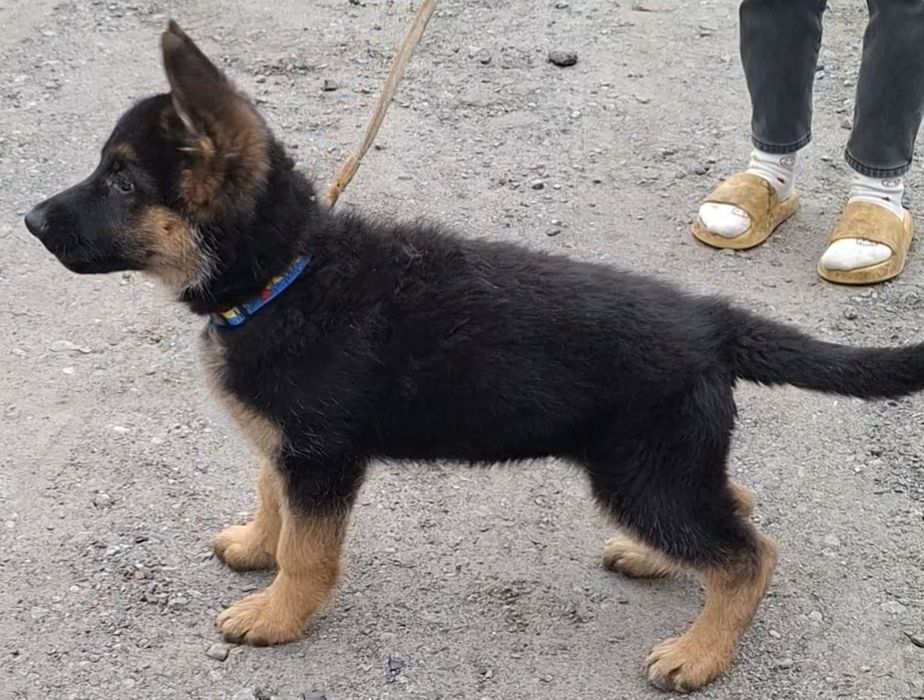Яскраві, активні, костисті