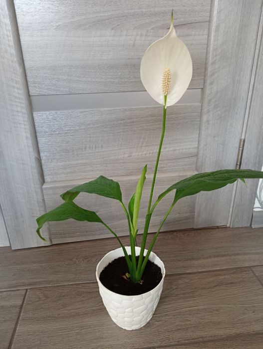 Кімнатні рослини! Фікуси, Спатифілуми. Великий розпродаж