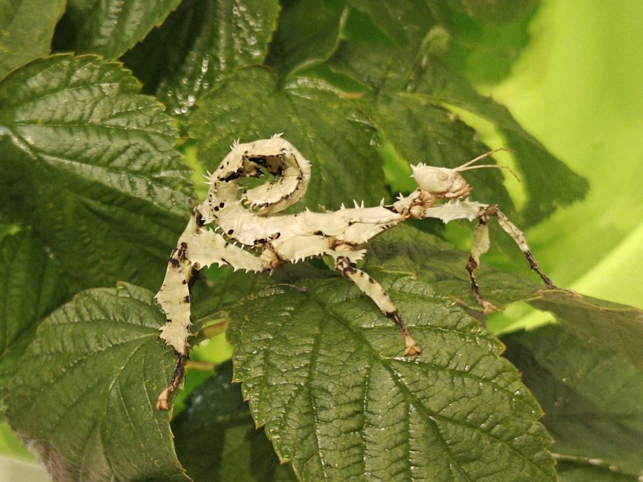 Straszyk australijski - extatosoma tiaratum