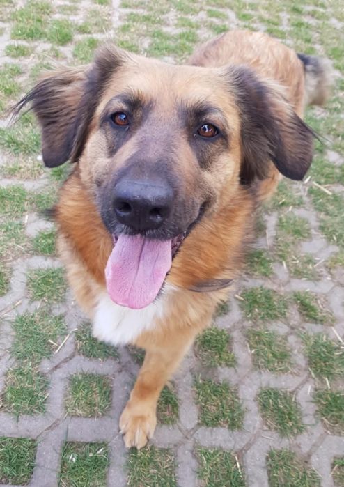 Sunia do Adopcji