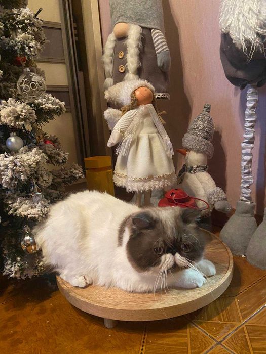 Кот экзот (вязка)