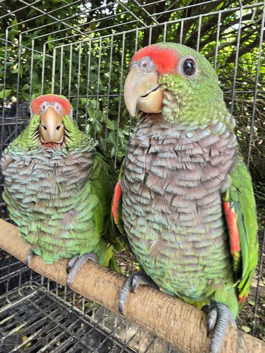 Amazona Vinacea 2025