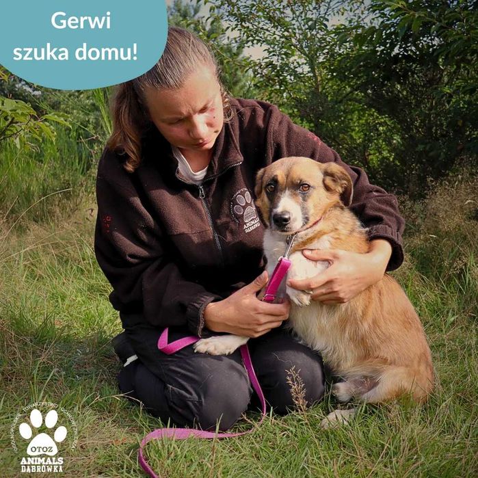 Gerwi szuka kochającego domu!
