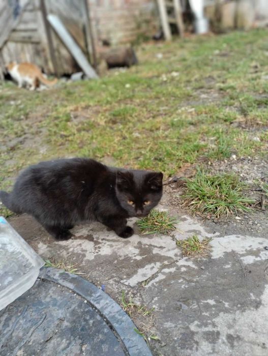 Віддаємо кошеня в добрі руки!!!