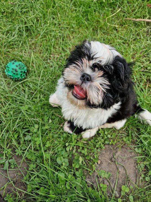 Śliczna suczka rasy Shih Tzu Sępólno Krajeńskie • OLX.pl