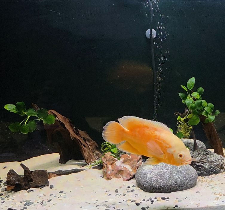 Oscar Red chelli