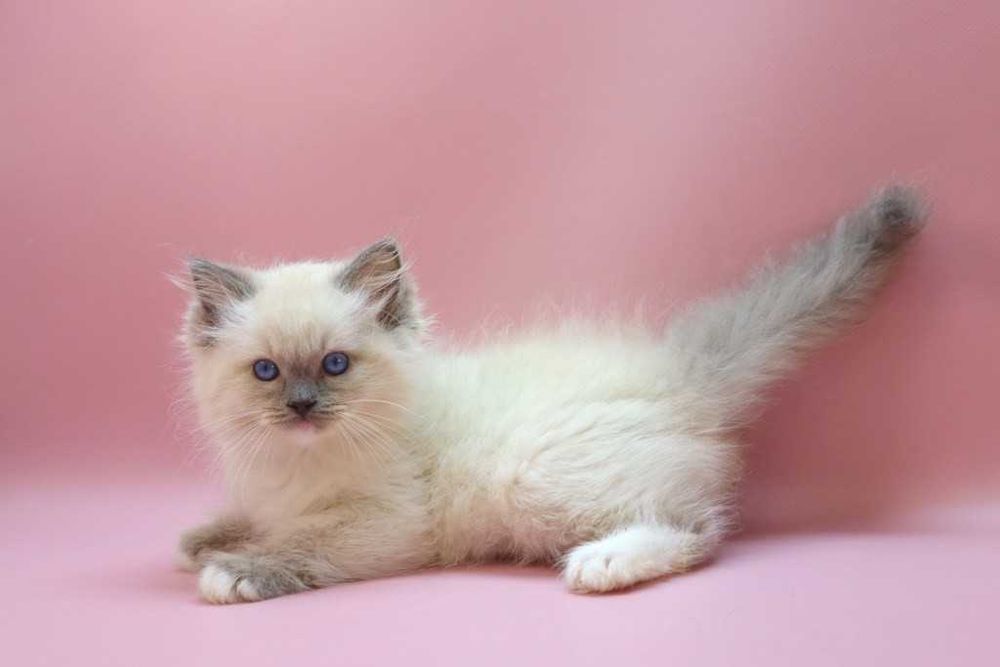 Роскошный Ragdoll//Регдолл котик
