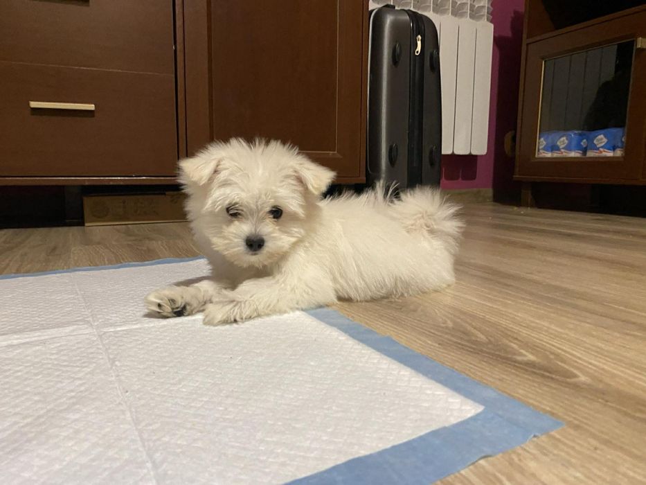 Sunia rasy maltanczyk