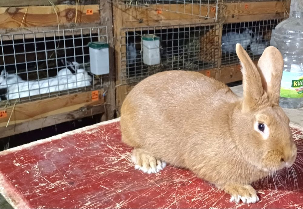 Króliki burgundzkie