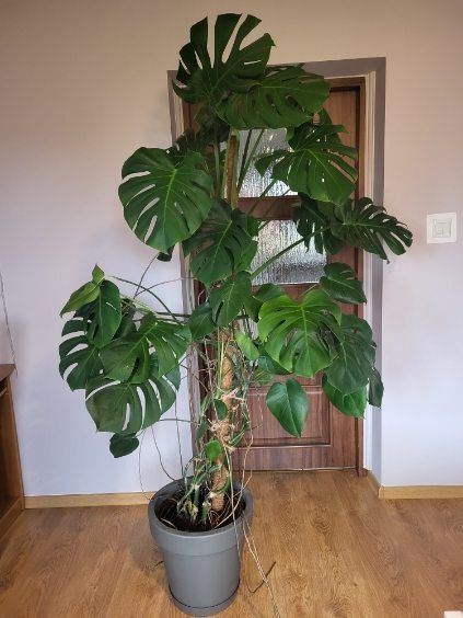 Monstera, kwiaty