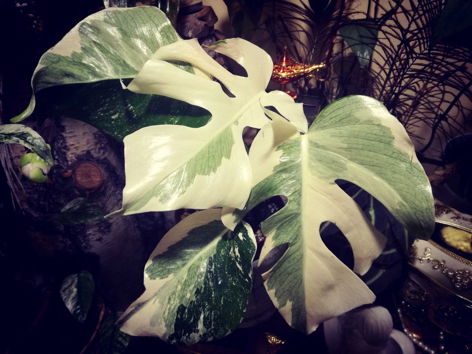 Monstera LAVA GHOST Variegata UNIKAT philodendron filodendron