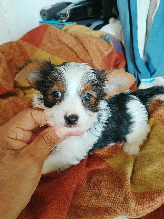 Biewer Terrier  Fêmea Super Miniatura
