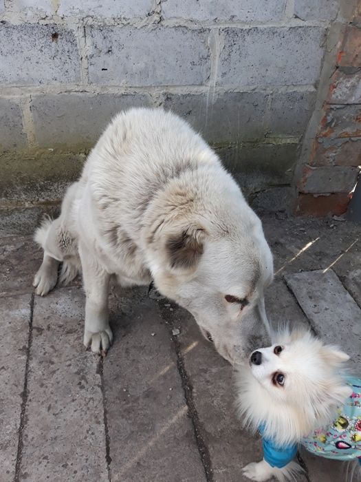 Алабай девочка 4 года