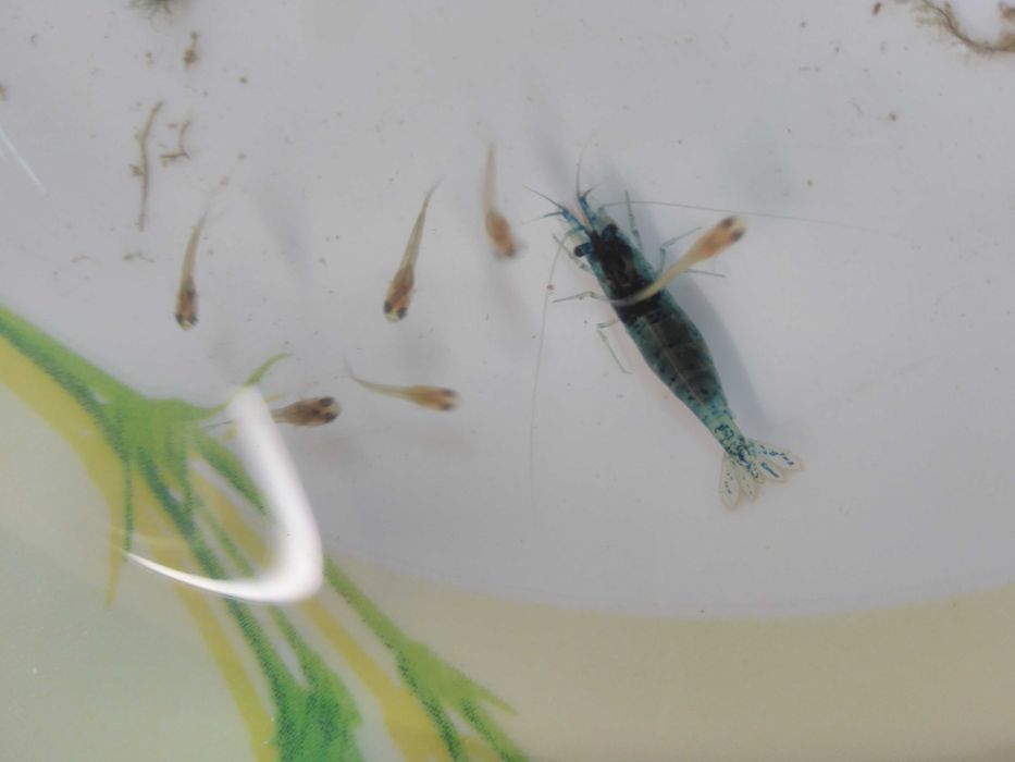 Camarões Blue Dream