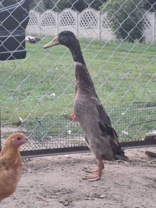 Kaczki i kaczory biegusy