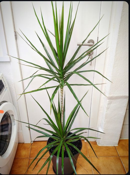 Dracaena, planta, plantas, decoração, jardim, natureza
