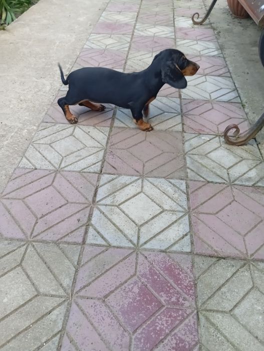 Таксинята дівчатка 6_х місячні