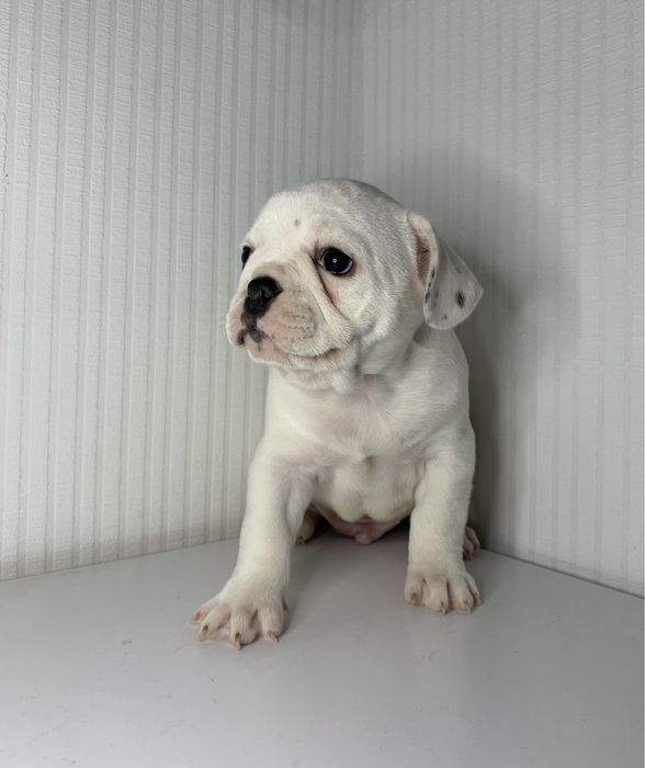 Вязка французского бульдога.