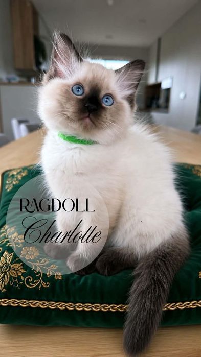Ragdoll Kotka Charlotte BADANIA GENETYCZNE rodziców