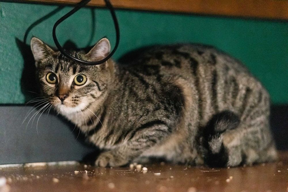 Kupimir szuka domu! Fundacja "Stawiamy na Łapy"