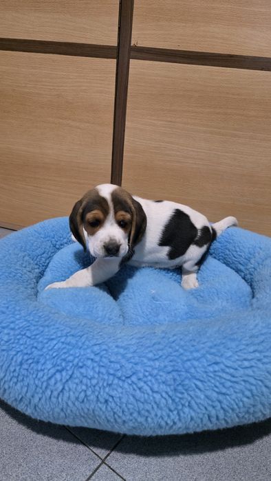 Beagle tricolor macho