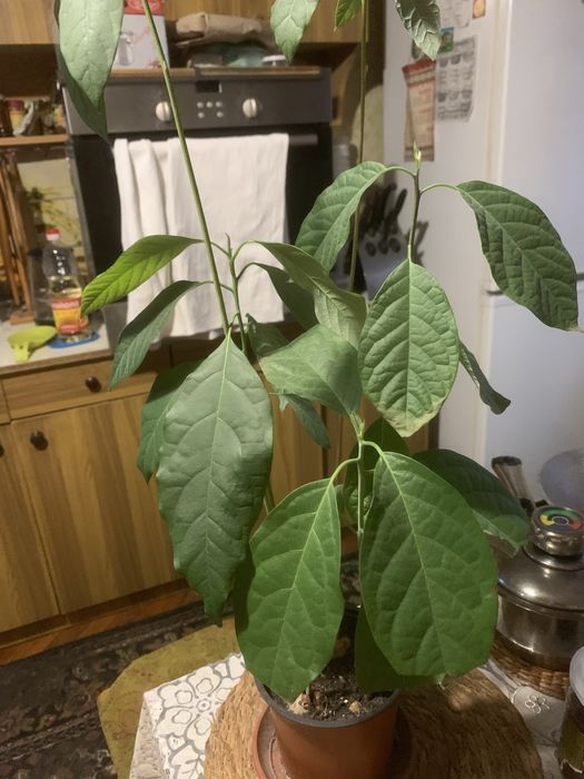 Продам рослину авокадо