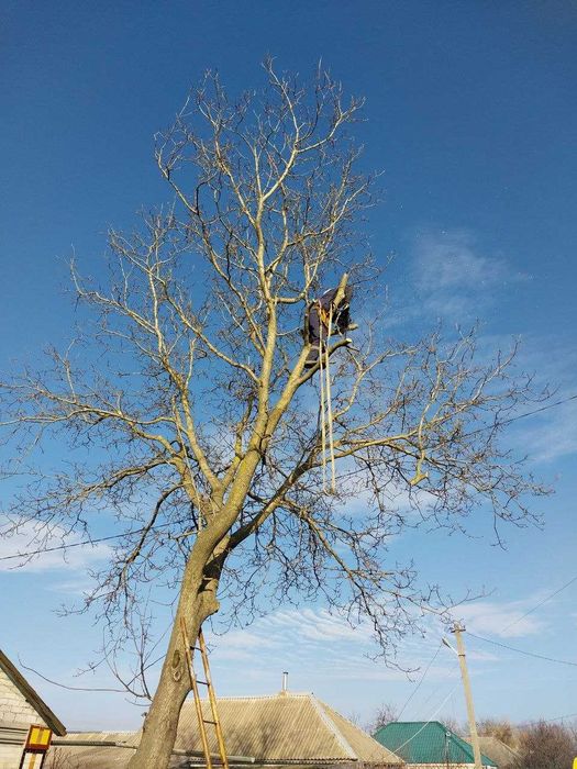 Беcплатный спил деревьев